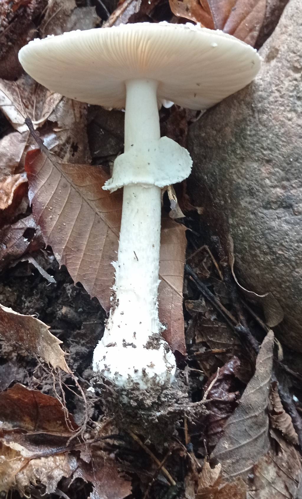 Amanita pantherina